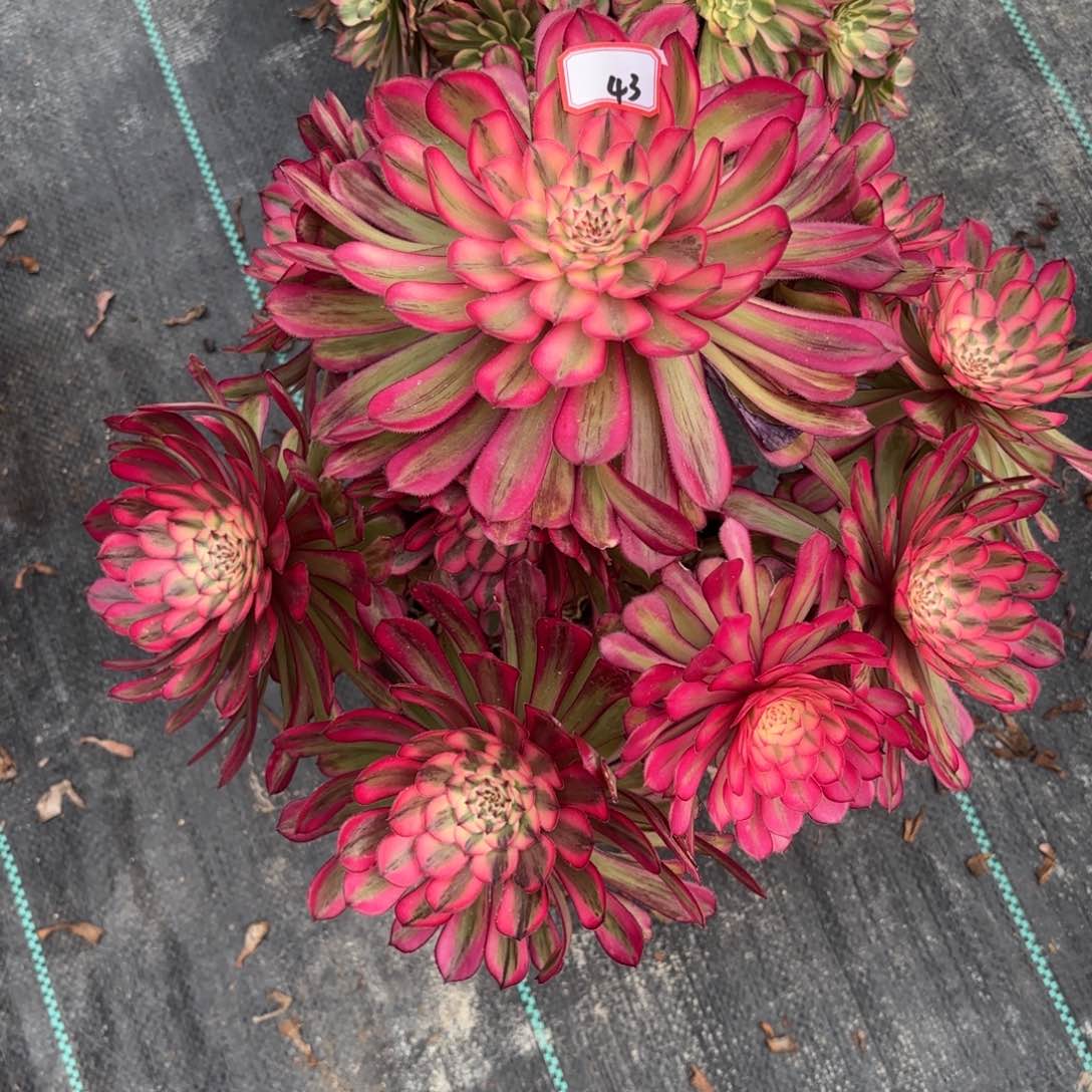 43白月光多肉植物绿植