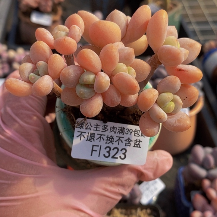 橘子洛神8cm323多肉植物