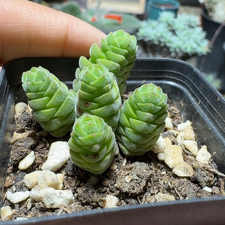 425玉椿脱土发货自根