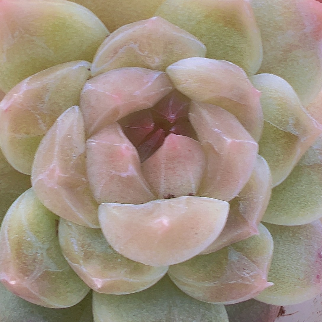 双头冰沙珍妮19包邮多肉