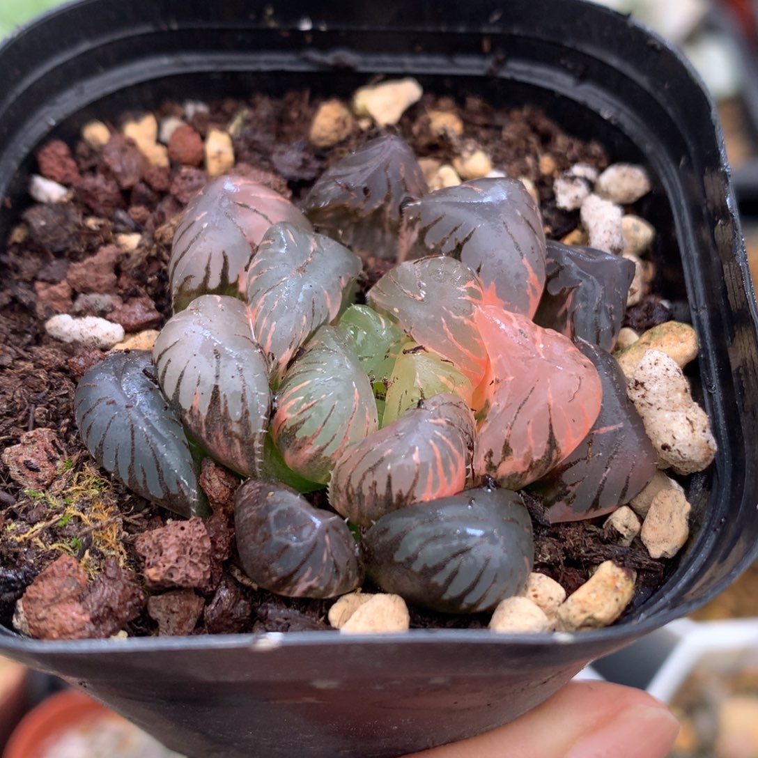 ๓***.紫罗兰玉露锦，带盆一起