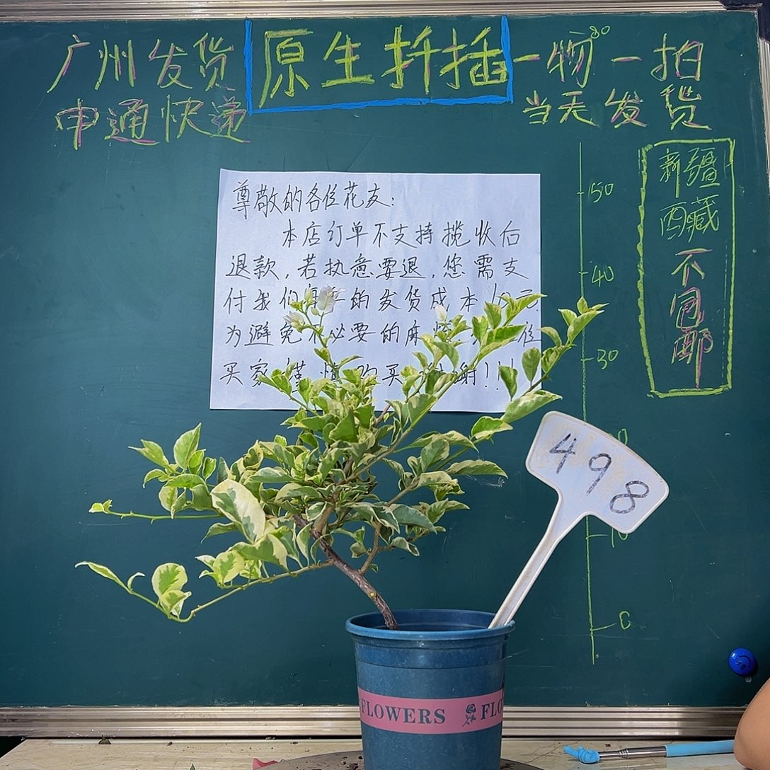 当前无花栽培后可以开花 银边白  498