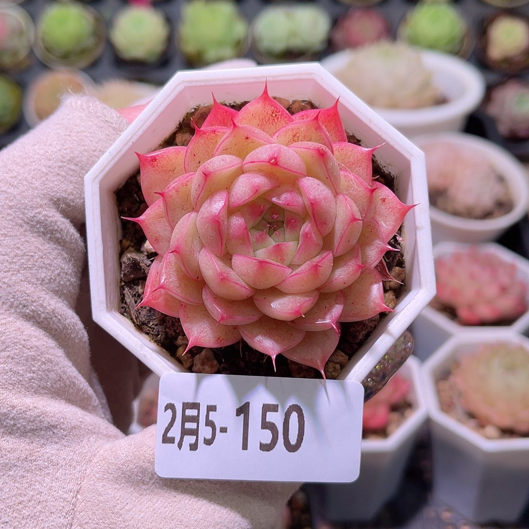 花利美5-150海王单头