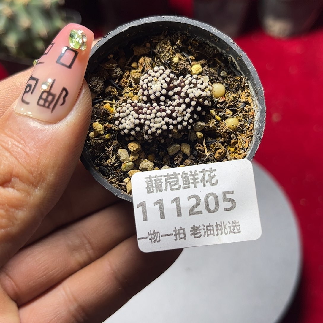 111205一物一拍单头仙人球