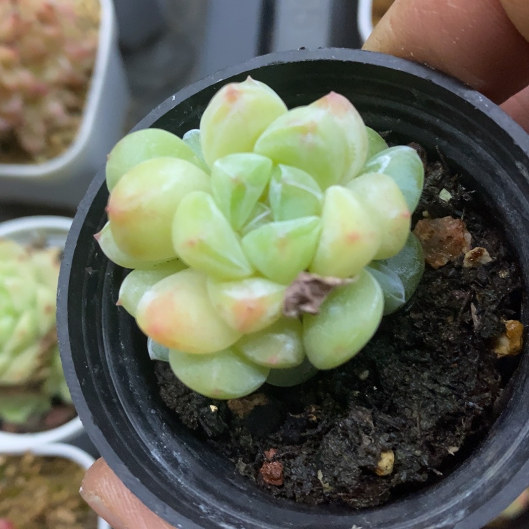 精品多肉一物一拍不包整161