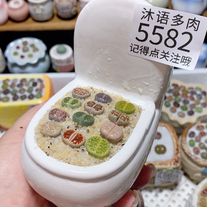 带盆土植物 一物一拍5582