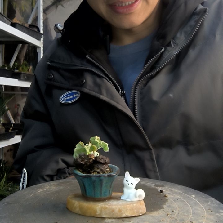 阳**上小盆景小植物一物一拍49