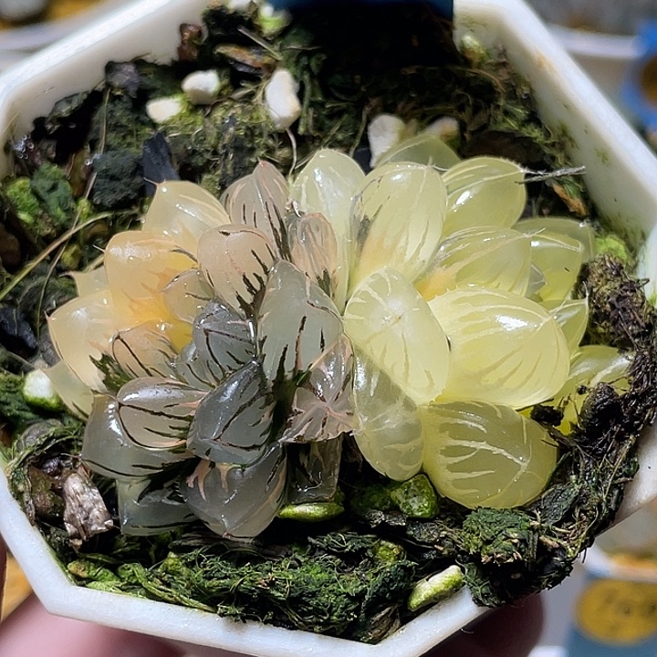 781双头水中月锦特选福利