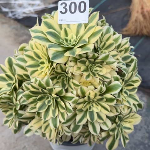 300迈巴赫25厘米左右