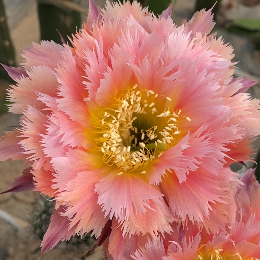 凤羽1号 无根歪侧芽5公分以上 温差不同颜色稍有差异，介意勿拍！