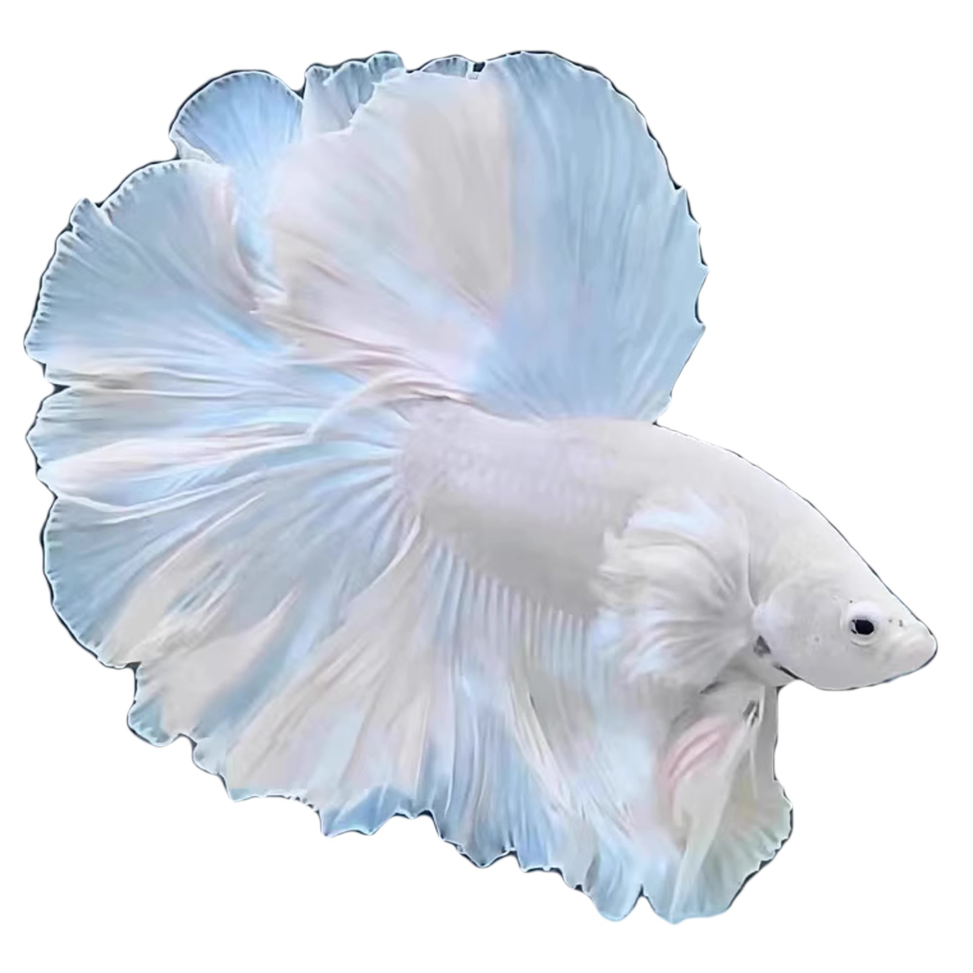 A5(97-120)精品泰国斗鱼小型热带观赏鱼