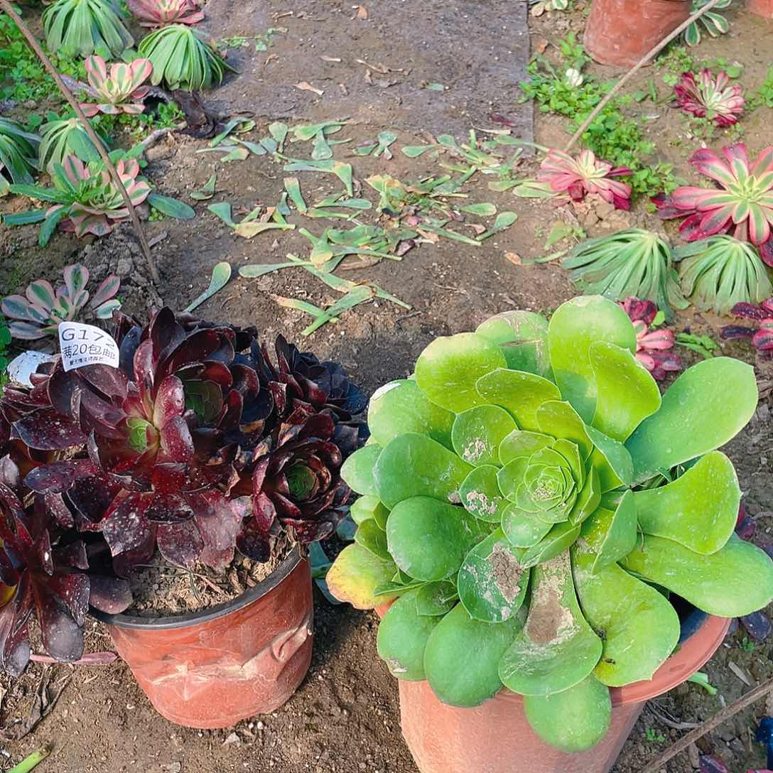 172组合有老伤小损不包