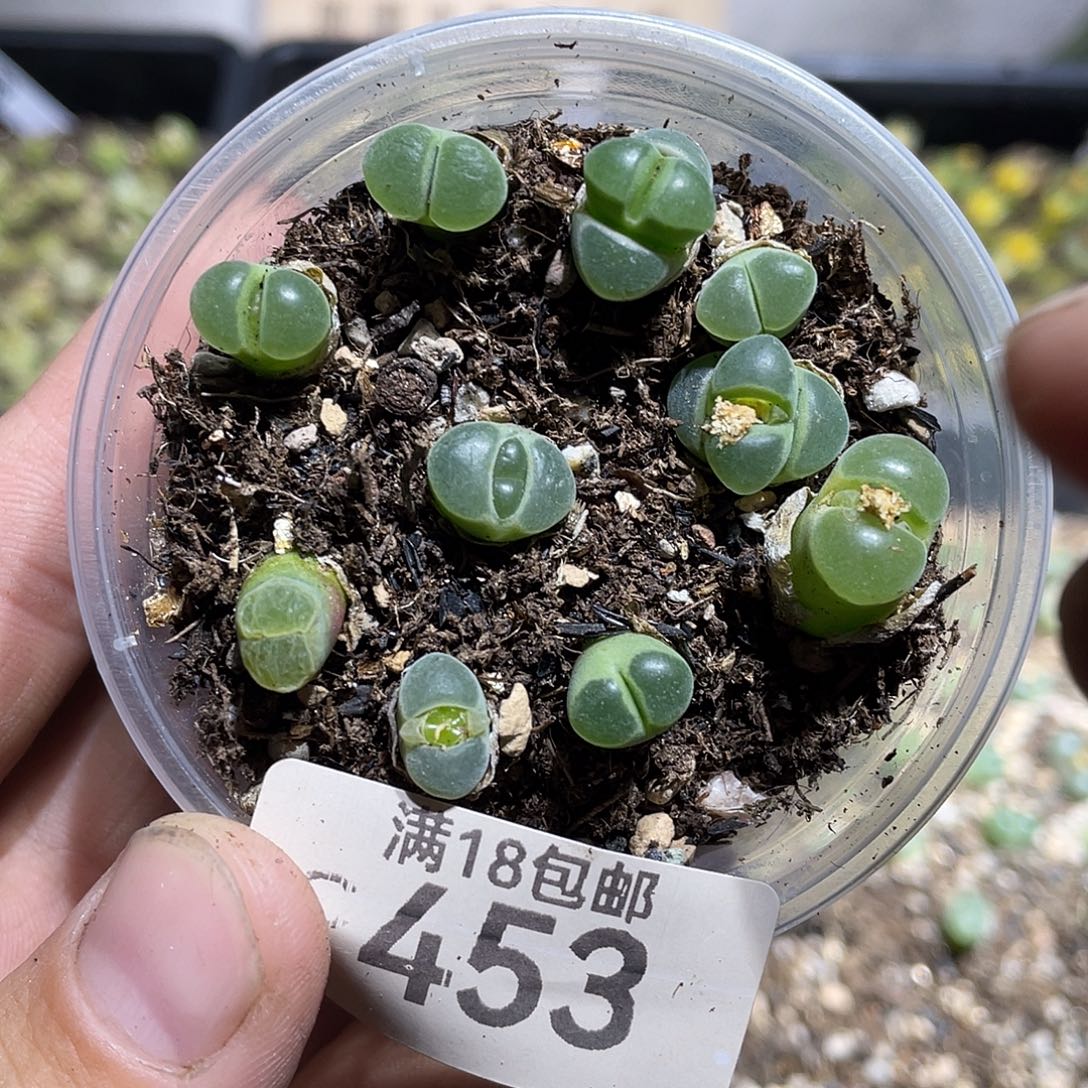 当天凑满十八元包邮453