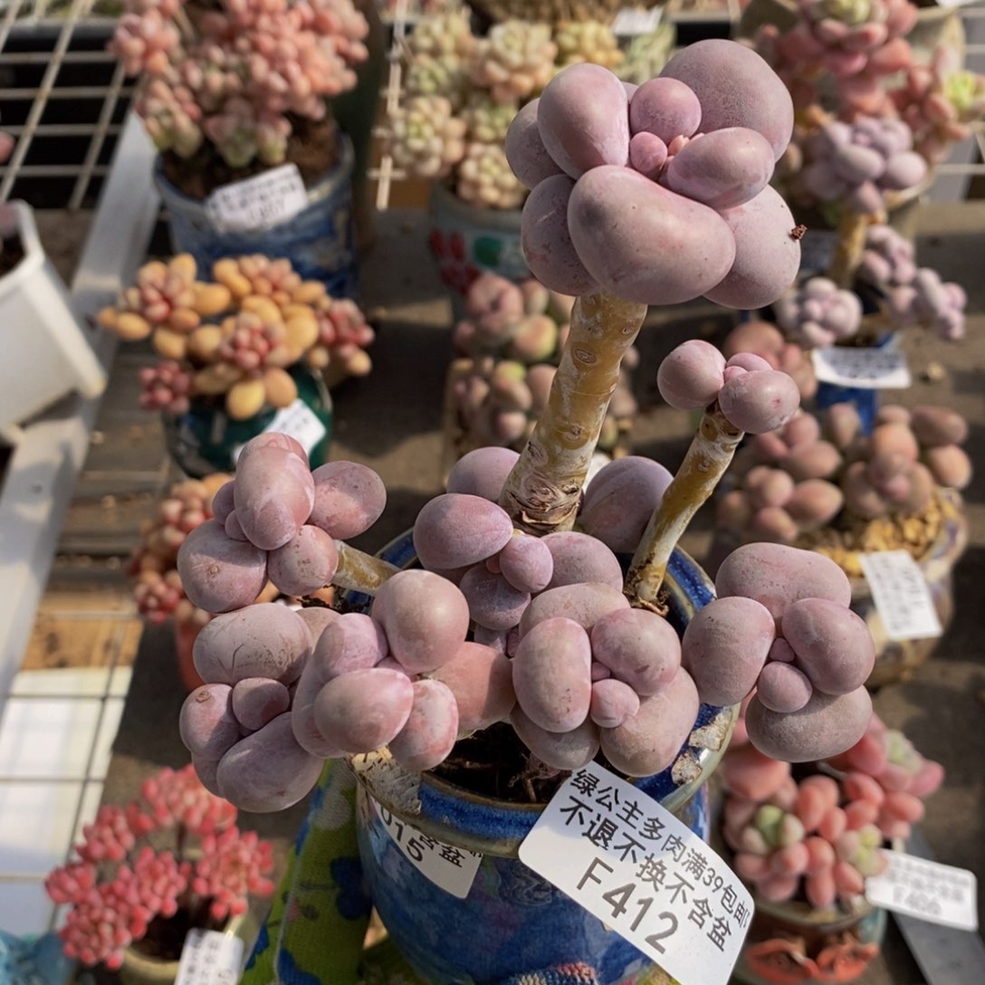 芭比奶酪412/10c m