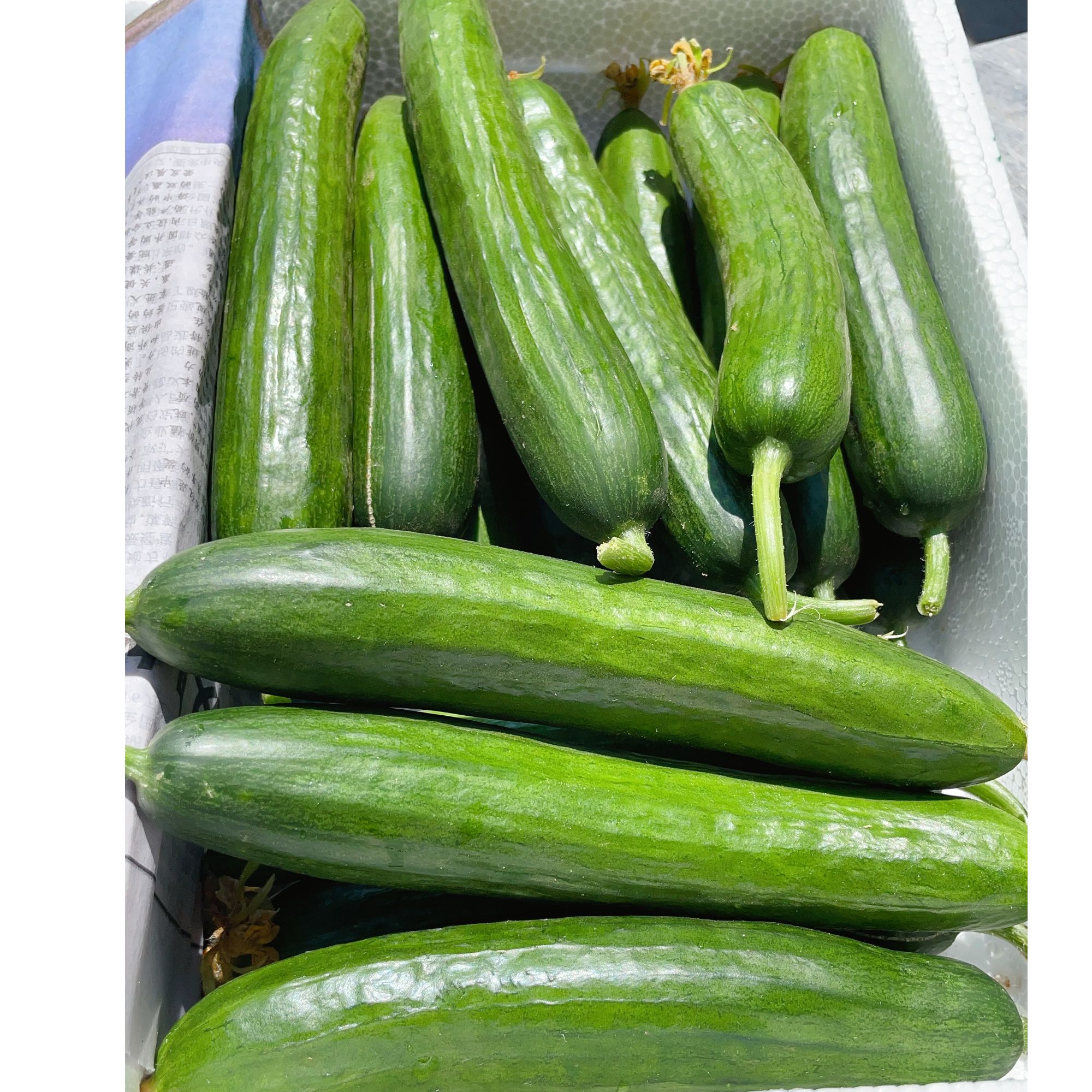 水果黄瓜，荷兰黄瓜一箱净3.5斤新鲜