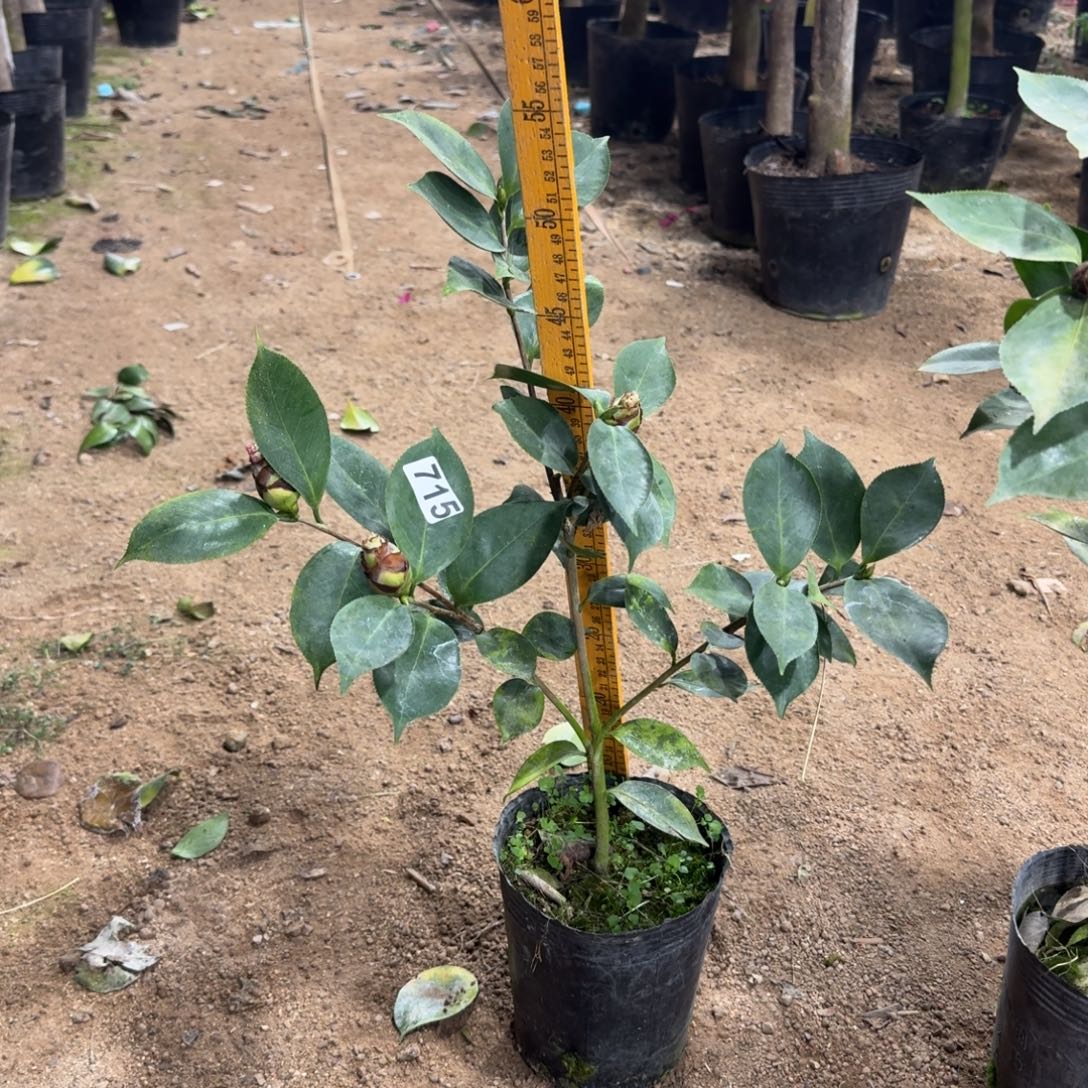 少量花朵（建议范围：2朵-5朵 或40%以下）715依莲贝蒂