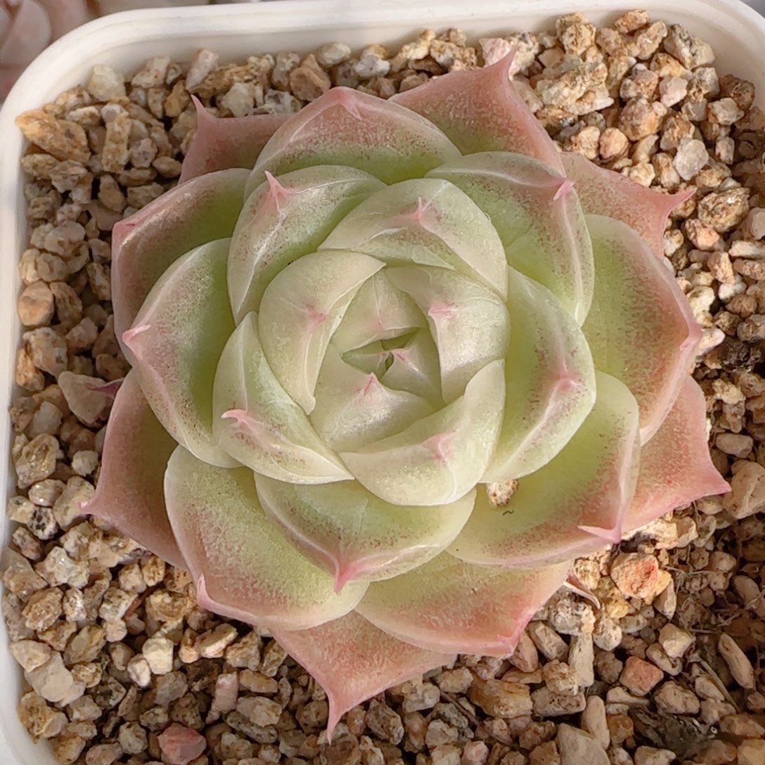 花语多肉1206-188麦秆