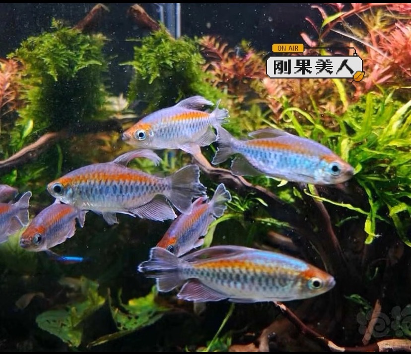 刚果美人热带观赏鱼淡水草缸群游中小型耐养易活适合新手发色漂亮