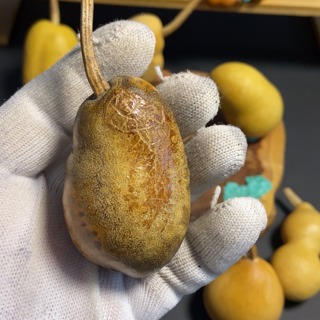 光**腚葫芦葫芦真的