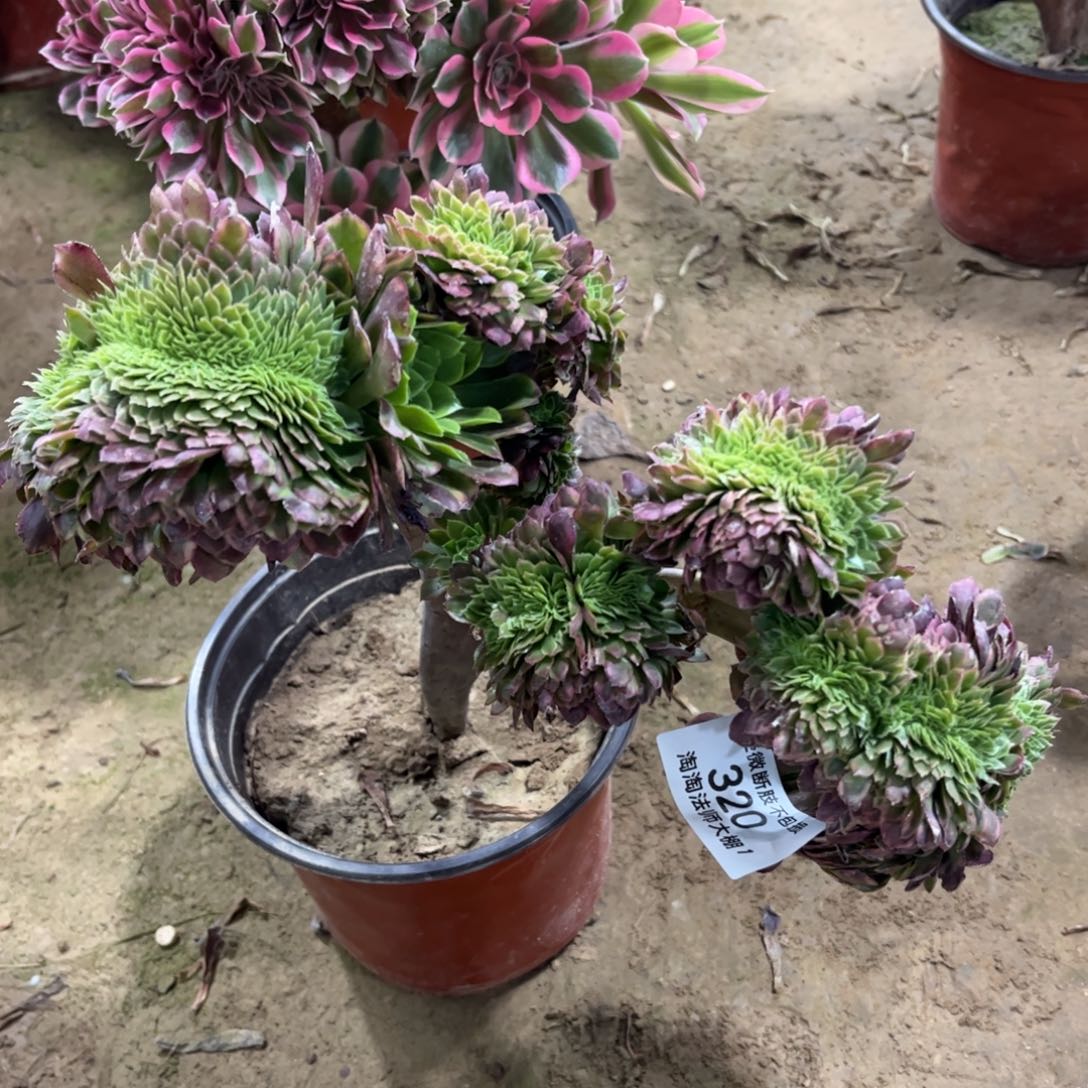 320嘉年华缀化多肉植物法师