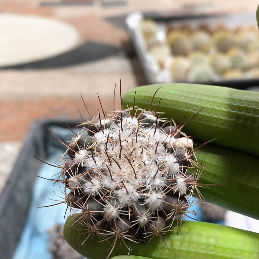 实生乳突球仙人球