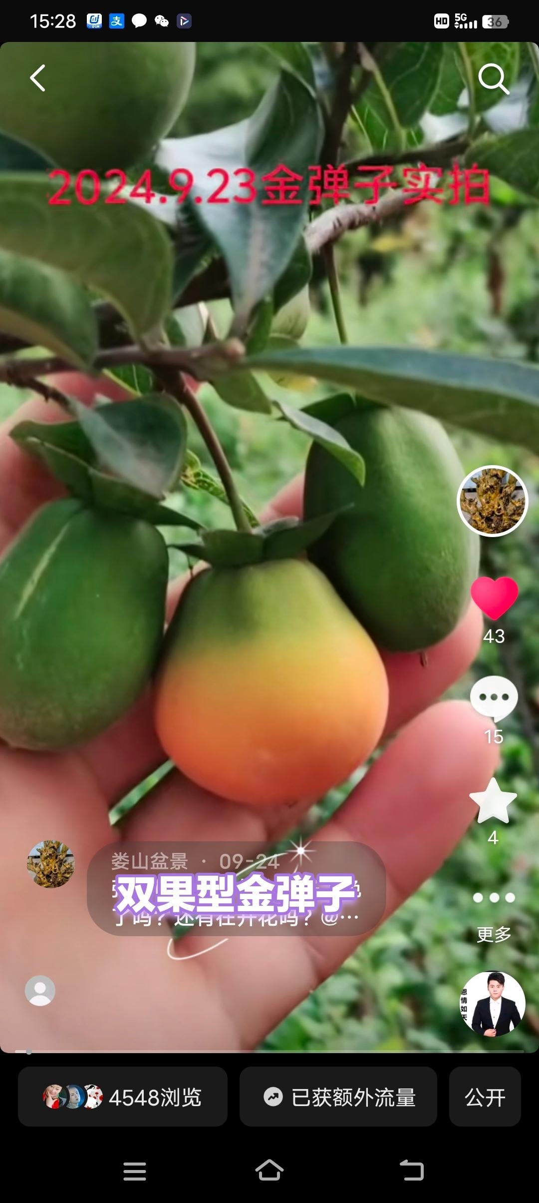 盆栽金弹子树一物一拍