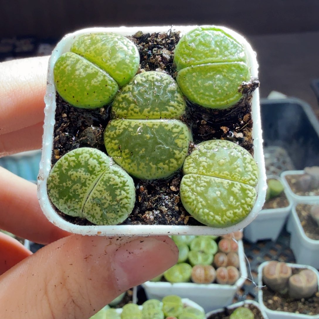 多肉葡萄的味道真的586