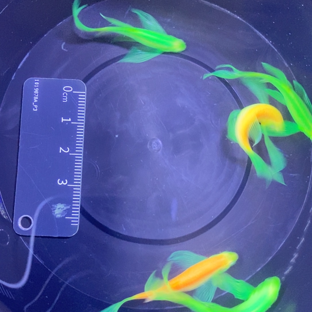 斑马鱼蝶翼斑马 4厘米5条