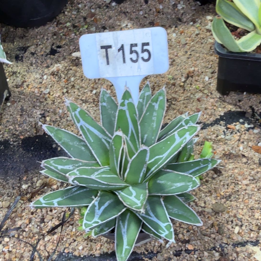 福利屉之雪脱土发