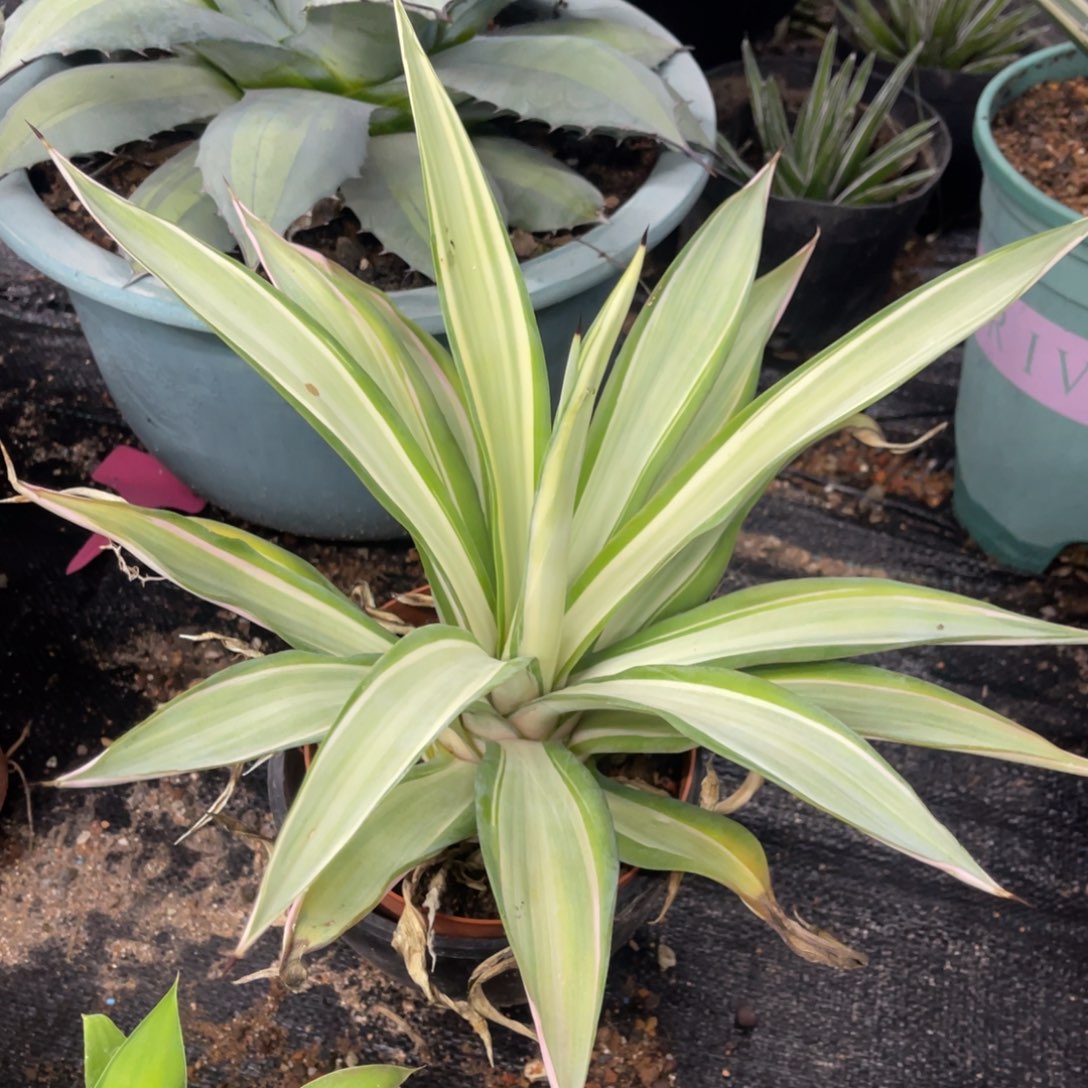 鹦鹉嘴白中斑锦龙舌兰