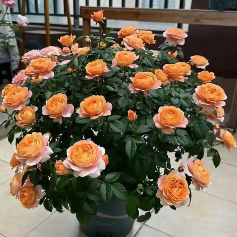 【3棵包邮5送1】月季小苗果汁阳台盆栽四季开花