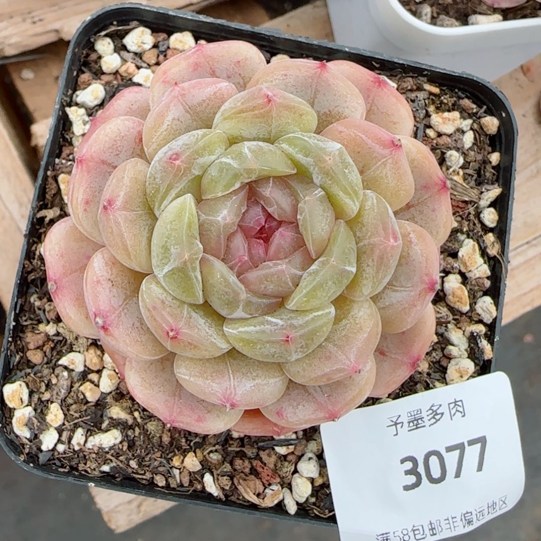 白恋，3077多肉植物