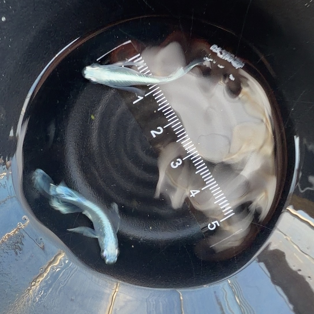 青鳉鱼观背青鳉39