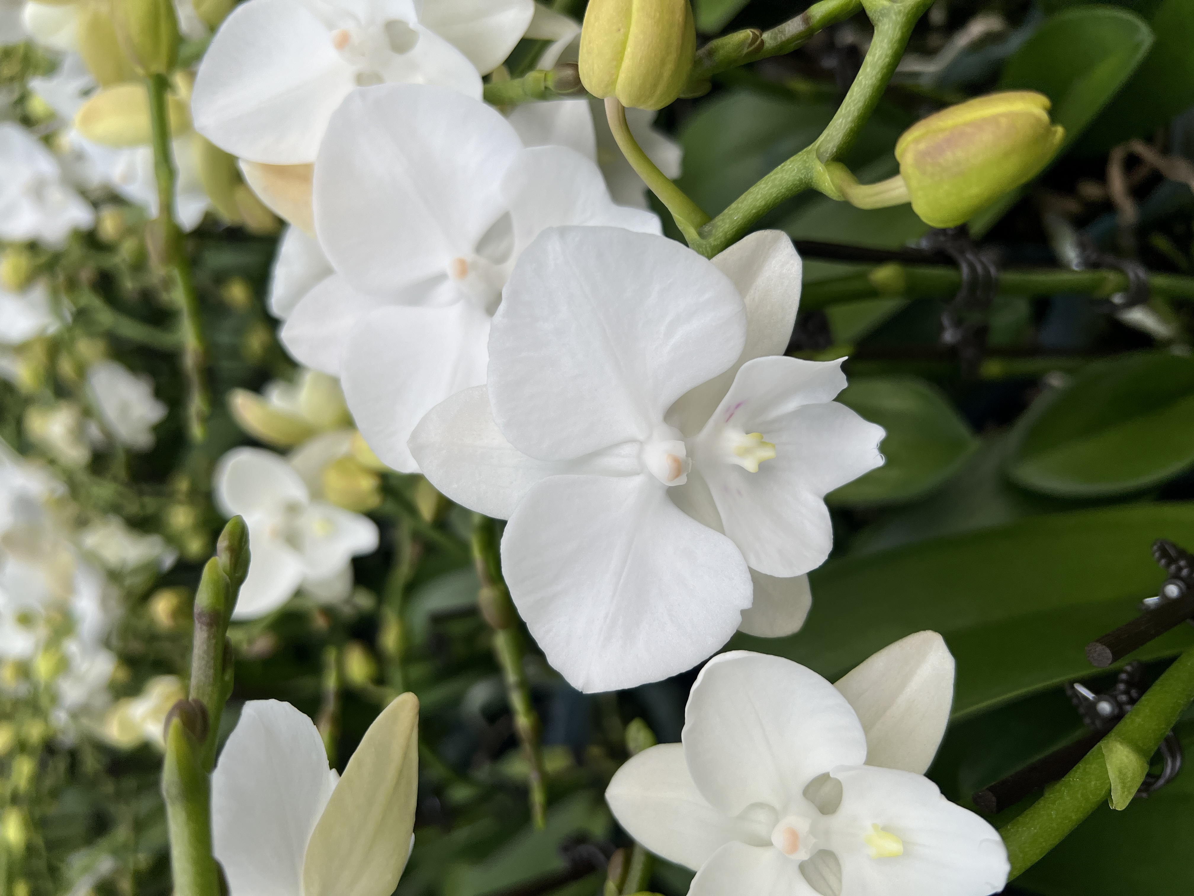 A+【白天鹅】蝴蝶兰带花苞优雅有档次好养室内前台乔迁送礼好寓意