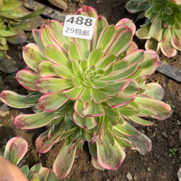 孔雀翎……多肉植物……