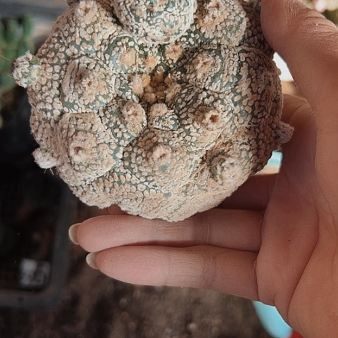 706龟甲兜嫁接仙人球
