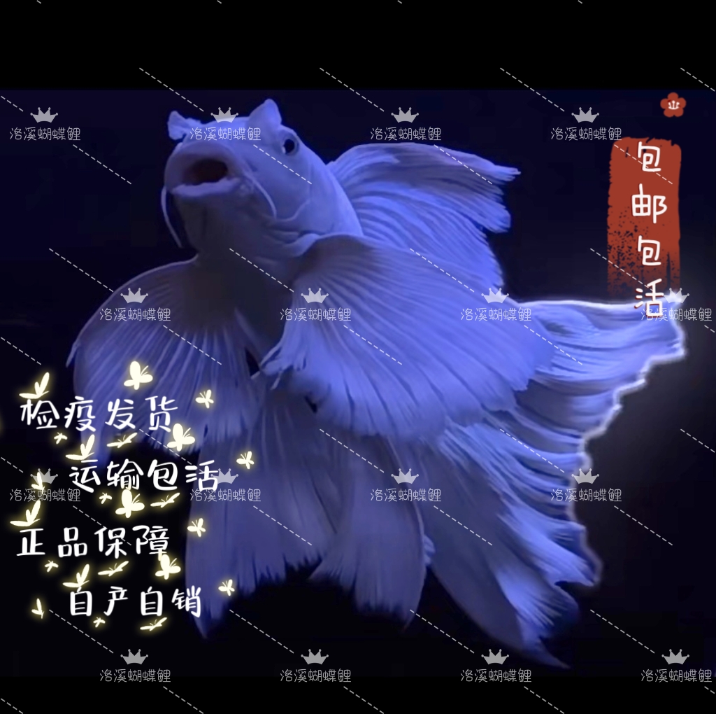 【洛溪蝴蝶鲤】18-22公分白球/白短 渔场直发混养群养顺丰包邮台系