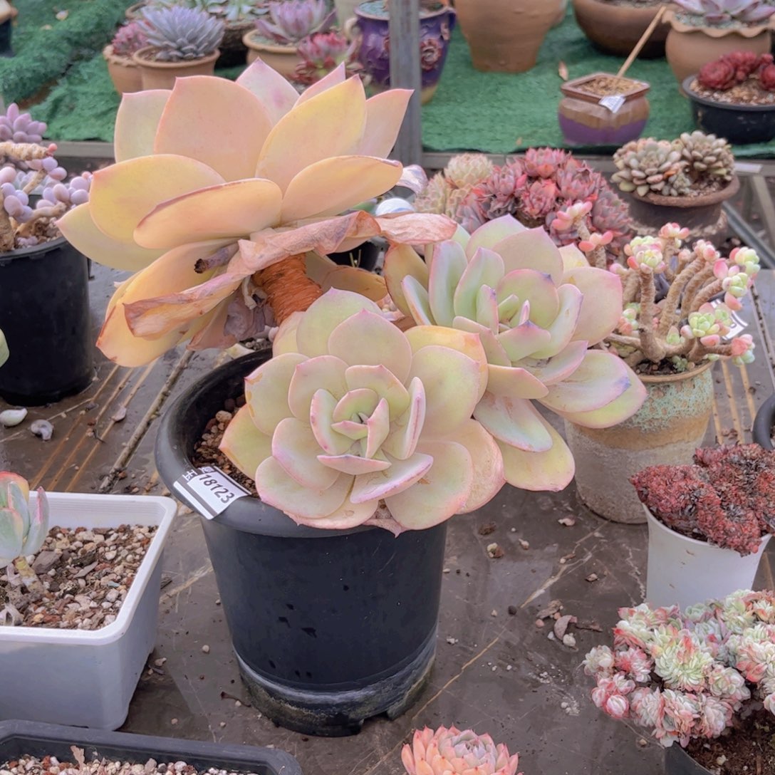 #***！白凤处理多肉植物18123