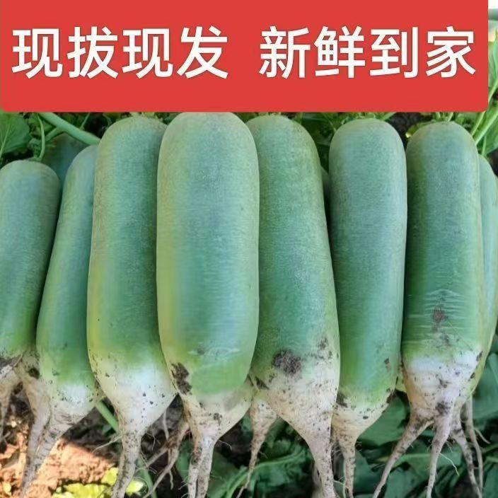 【到手9-10斤】新鲜现拨绿皮萝卜口感清甜微辣清脆多汁