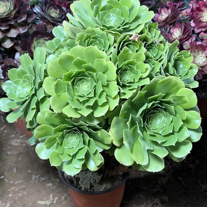 多肉植物绿羊绒8