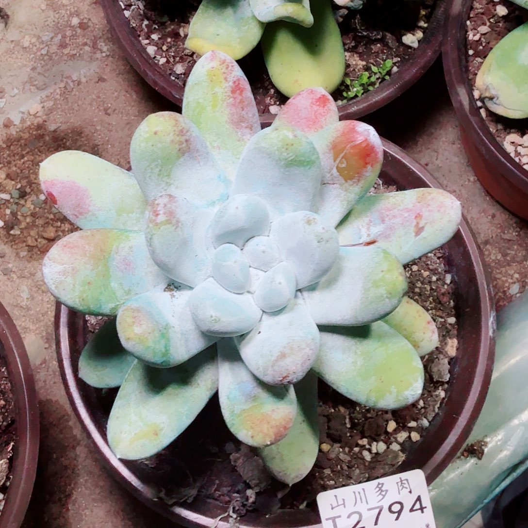 2794拇指仙女杯多肉