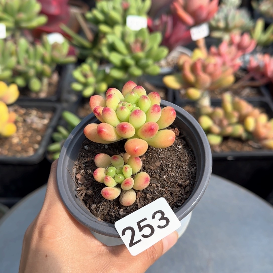 253号 一物一拍 一物一拍