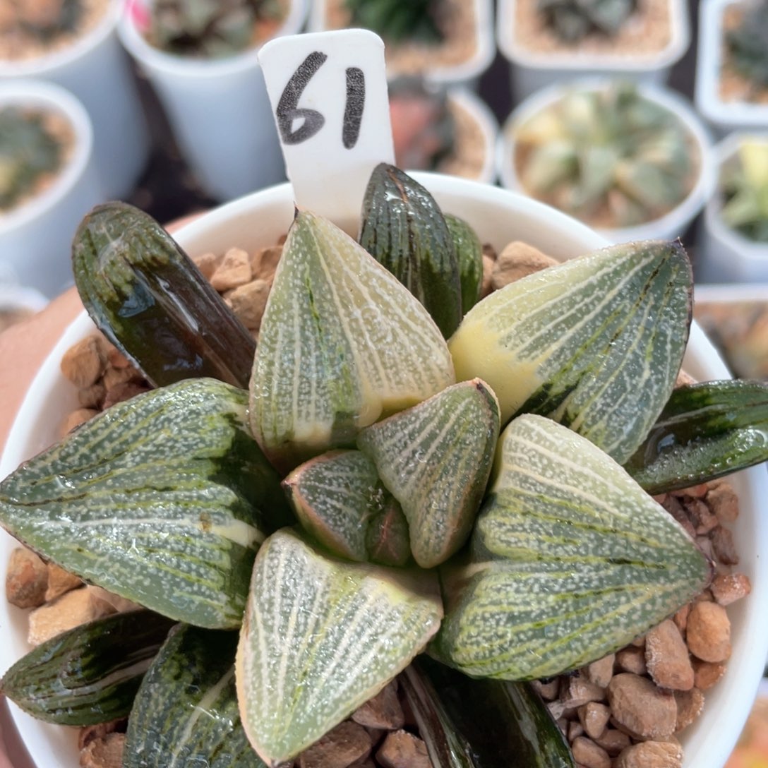 61大久保白银锦。             