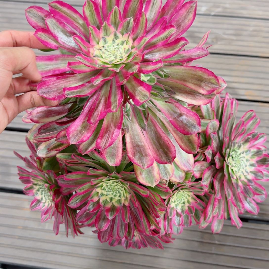 多肉植物发货发货