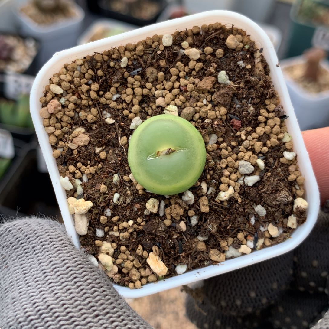 362紫皮拉登一颗