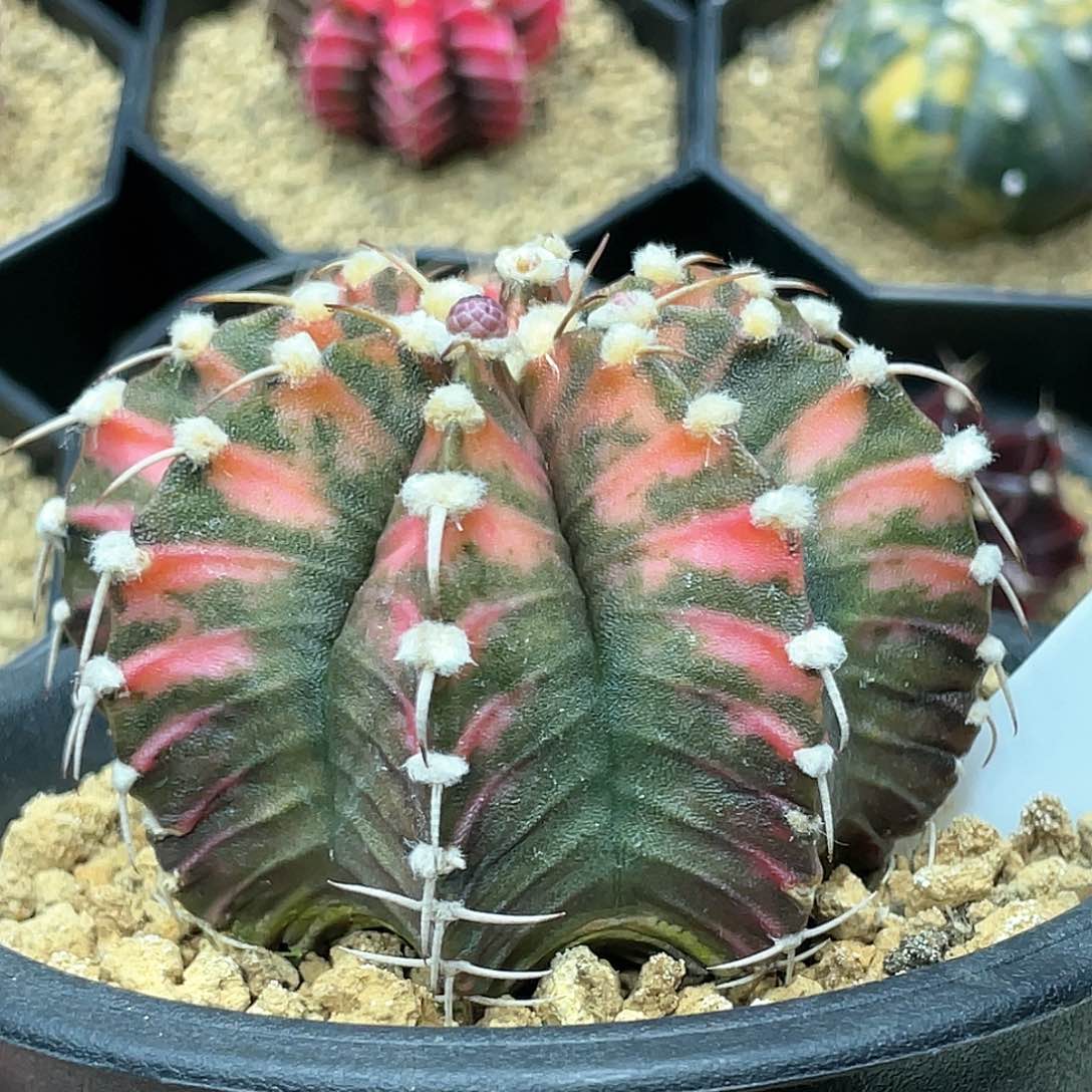 泰系实生根，高绒虎斑肋骨