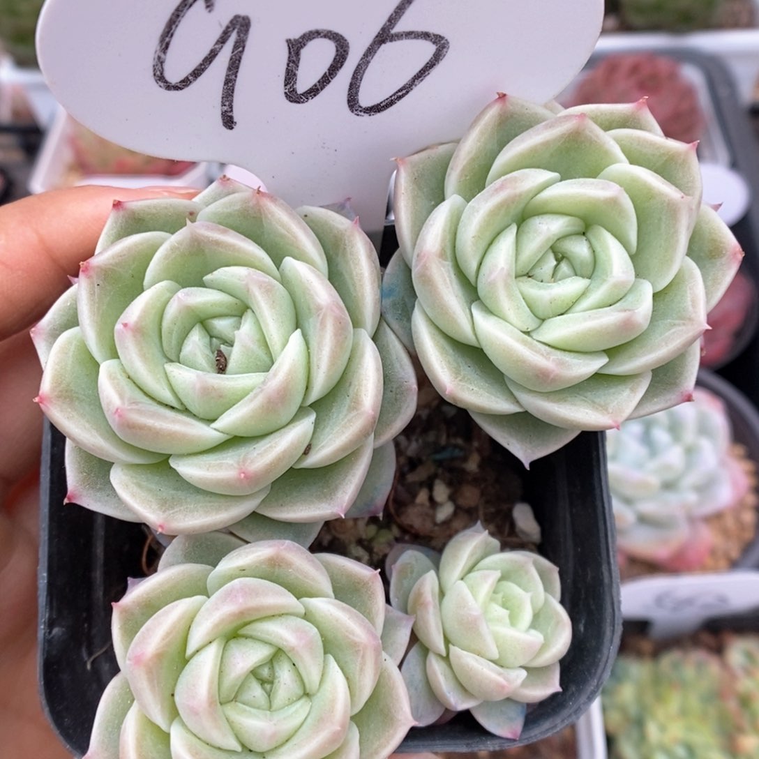 白芷珍妮变异群生906号