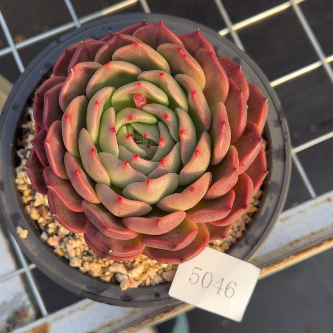 丫****诵5046拍肉肉肉肉肉