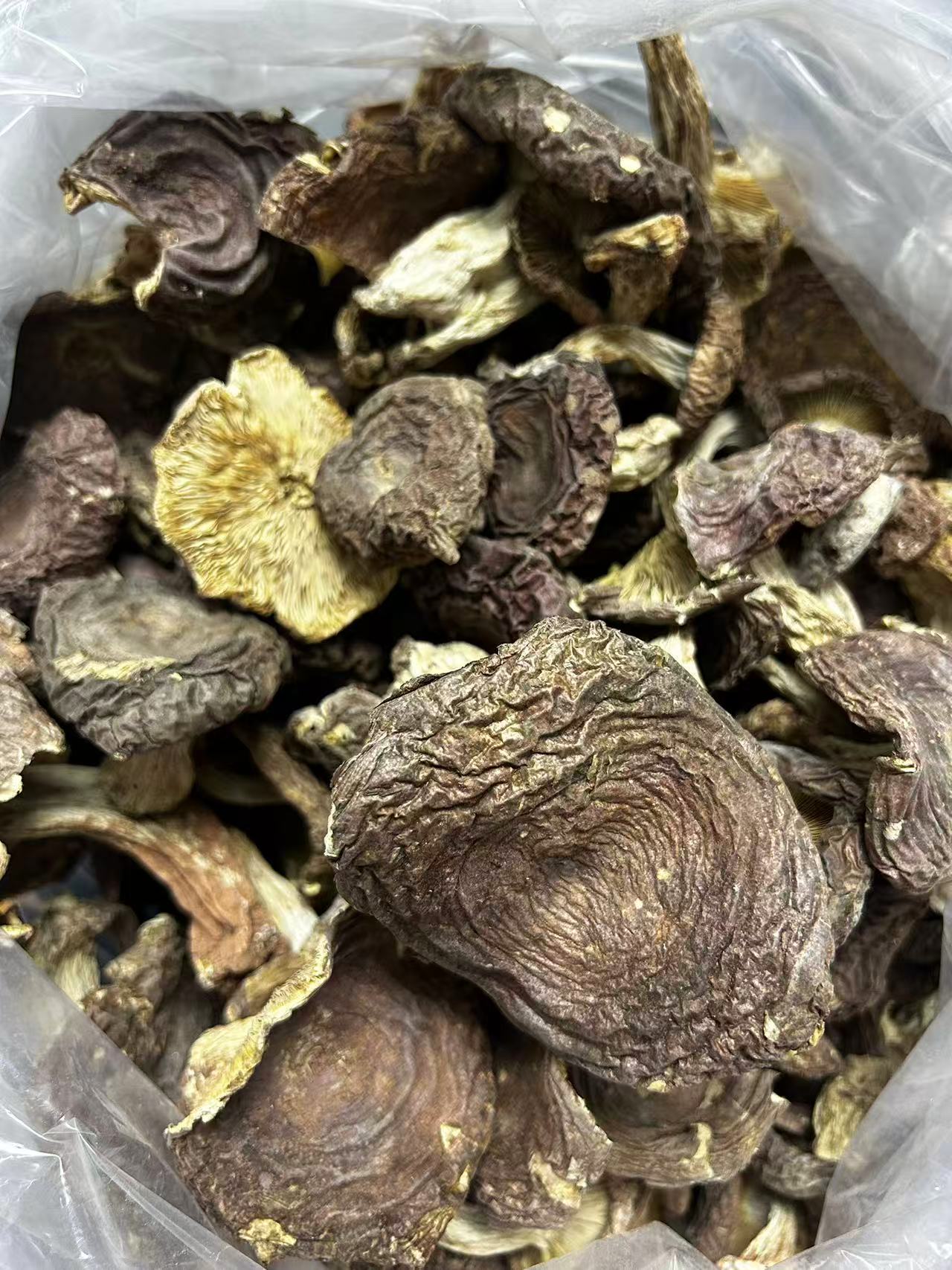 【梨菇菇包子】福建龙岩梨菇菇蕾