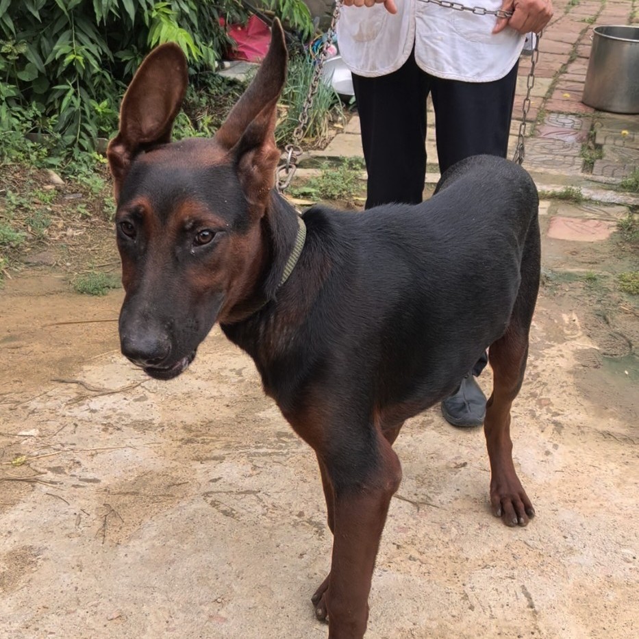 莱州红，苏联红。正宗纯种莱州红，成年后上胯疫苗齐全。公母都有